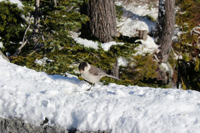 Bird perching on snow covered tree