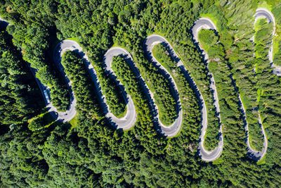 High angle view of fresh green plants