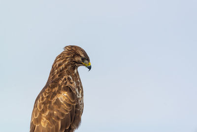 Common buzzard 