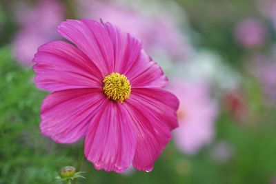 Close-up of pink cosmos flower