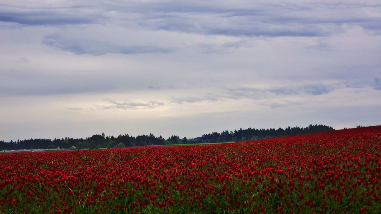 RED FLOWERS ON FIELD AGAINST SKY