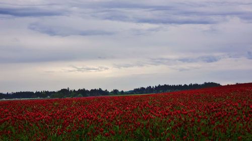 Scenic view of red flowers growing on field against sky
