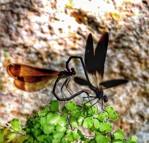 Close-up of butterfly on flower