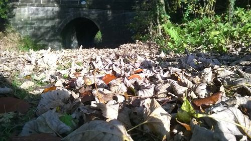 Plants growing in water