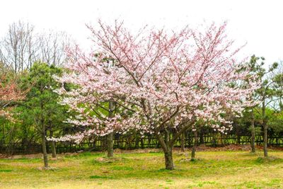 Pink flower tree against sky