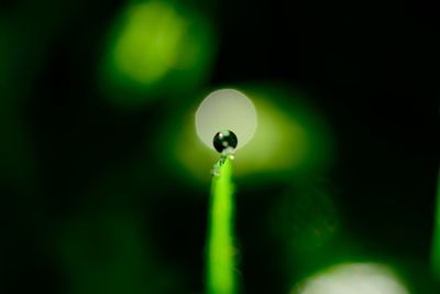 Close-up of water drops on plant