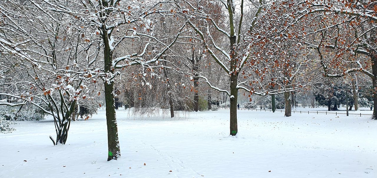 SNOW COVERED BARE TREES ON LAND