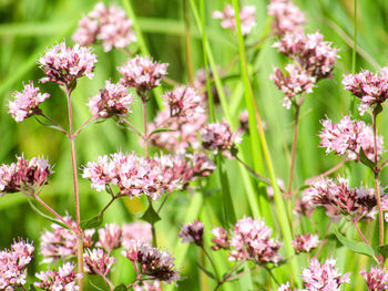 Close-up of pink flowering plants
