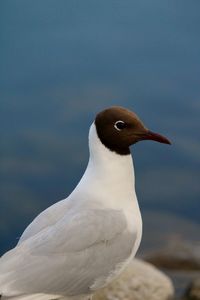 Close-up of seagull perching