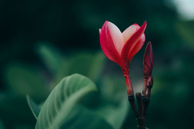 Close-up of red flowering plant