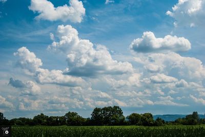 Scenic view of field against sky