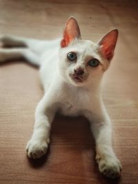 Close-up portrait of a cat