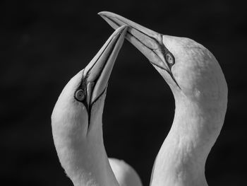 The island of helgoland