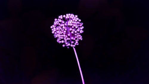 Close-up of pink flowering plant against black background