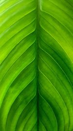 Full frame shot of green leaves