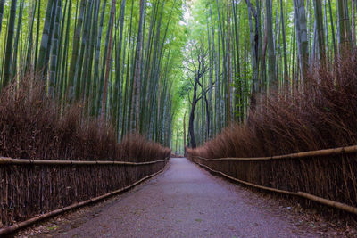 Footpath amidst trees in forest