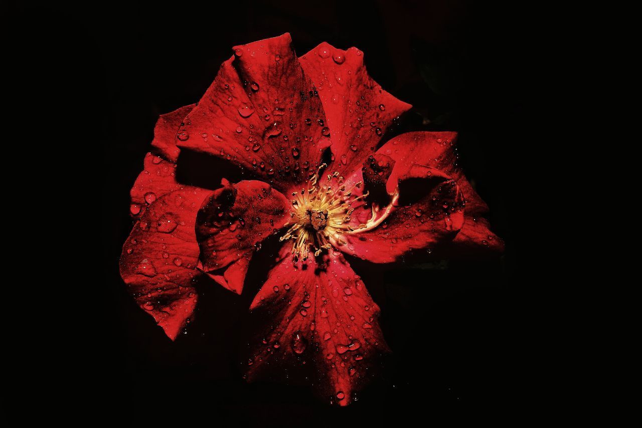 CLOSE-UP OF RED ROSE IN BLACK BACKGROUND