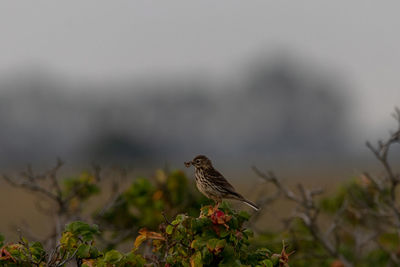 Close-up of bird perching on a plant