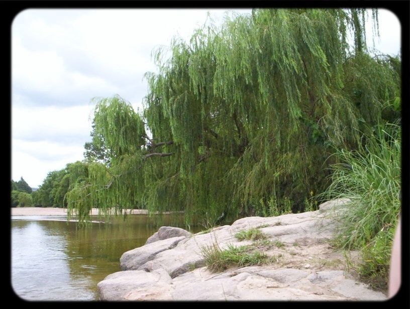 tree, transfer print, water, tranquility, tranquil scene, nature, sky, beauty in nature, scenics, auto post production filter, growth, rock - object, green color, forest, day, idyllic, outdoors, tree trunk, non urban scene, rock