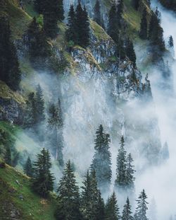 Low angle view of pine trees in forest