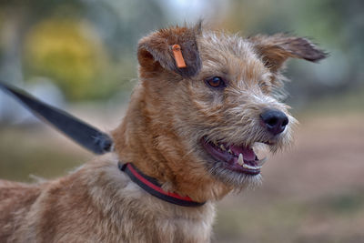 Close-up of dog looking away