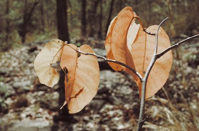 Close-up of dry leaves on tree in forest