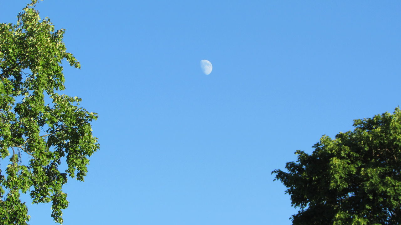 LOW ANGLE VIEW OF TREES AGAINST CLEAR SKY