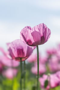 Close-up of pink flower against sky