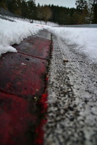 Close-up of snow covered plants by road