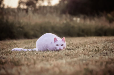 Close-up of stuffed toy on field