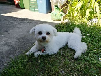 Portrait of white dog on grass