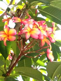 Low angle view of flowers blooming on tree