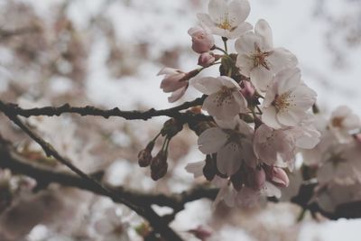 Apple blossoms in spring