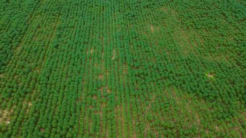 Full frame shot of corn field