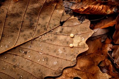 High angle view of dried maple leaf