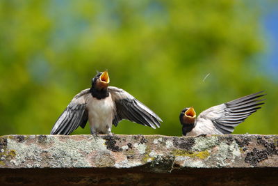 View of birds flying