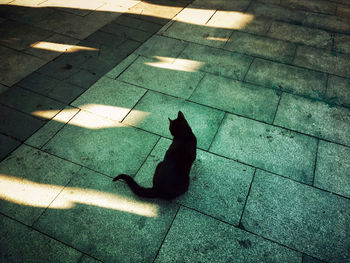 High angle view of cat sitting on sidewalk