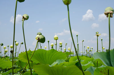 Low angle view of flowers blooming against sky