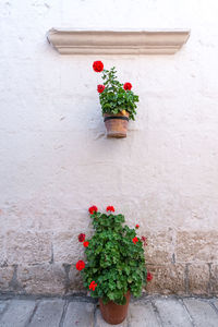 Potted plants growing outside santa catalina monastery