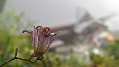 Close-up of plant