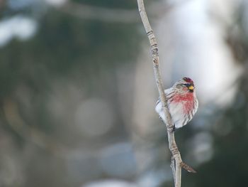 Bird perching on wall