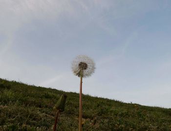 Scenic view of flower field against sky