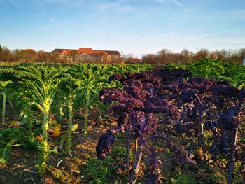 Scenic view of vineyard against sky