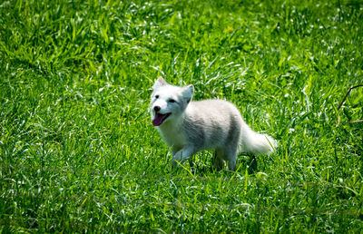 Close-up of dog on grass