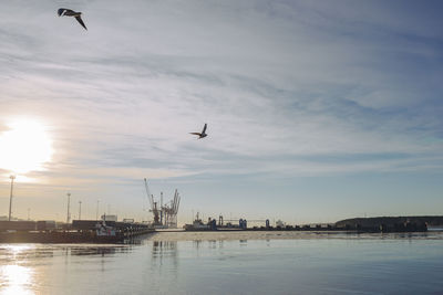 Seagulls flying over sea against sky