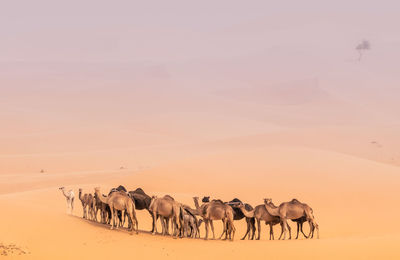 Camels on sand in desert
