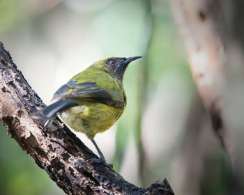 Low angle view of bird perching on branch