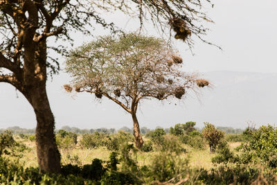 Trees on field against clear sky