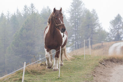 View of horse in field