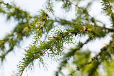 Young coniferous spruce branches with small seed cones.